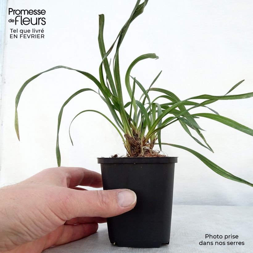 Liriope muscari Majestic Maceta de 8/9 cm Ejemplar entregado en invierno