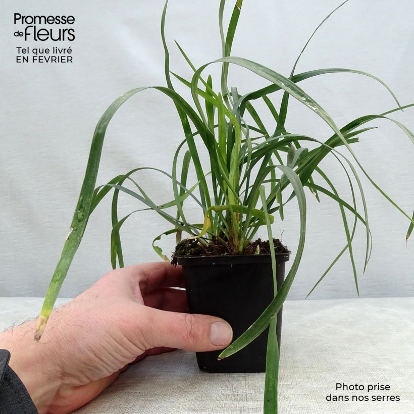 Liriope muscari Monroe White Maceta de 8/9 cm Ejemplar entregado en invierno