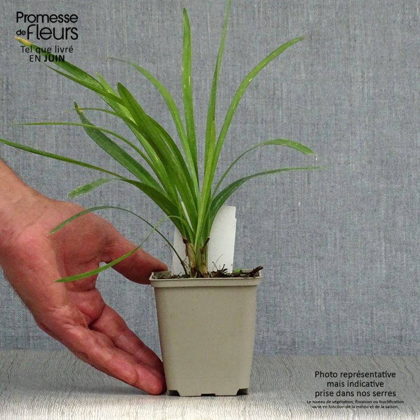 Ejemplar de Liriope muscari Monroe White Maceta de 8/9 cm entregado en verano