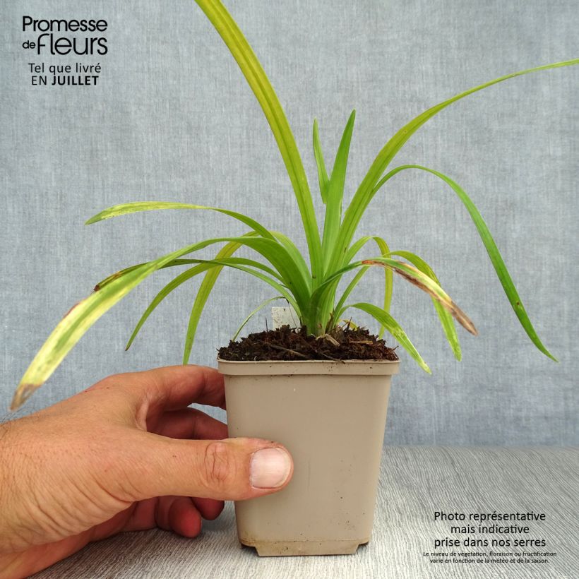 Ejemplar de Liriope muscari Royal Purple Maceta de 8/9 cm entregado en verano