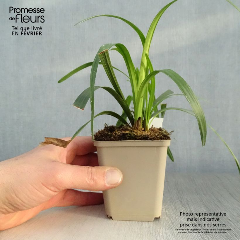 Liriope muscari Royal Purple Maceta de 8/9 cm Ejemplar entregado en invierno