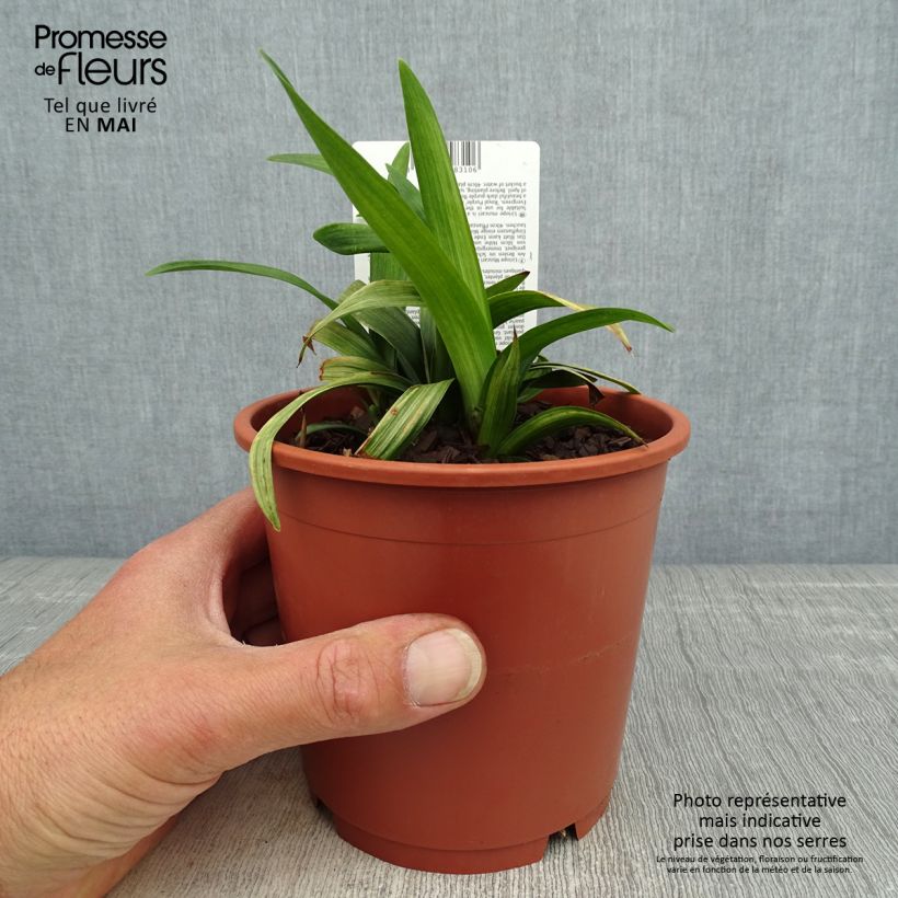 Liriope muscari Royal Purple Maceta 1L/1,5L Ejemplar entregado en la primavera