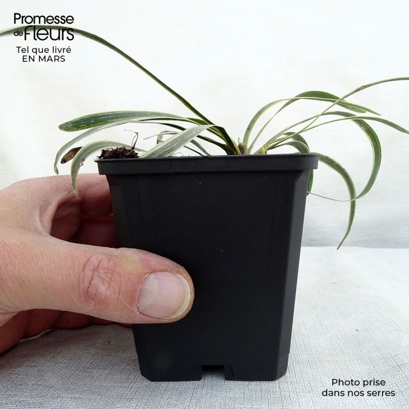 Liriope muscari Variegata Maceta de 8/9 cm Ejemplar entregado en invierno