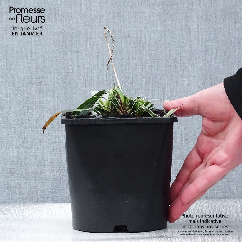 Liriope muscari Variegata Maceta 2L/3L Ejemplar entregado en invierno