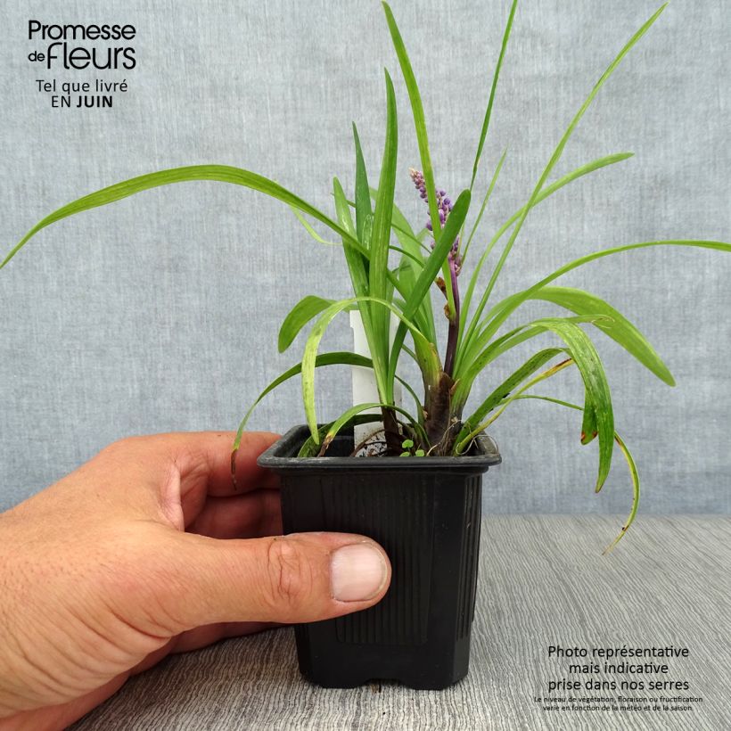 Ejemplar de Liriope muscari - Serpentina Maceta de 8/9 cm entregado en verano