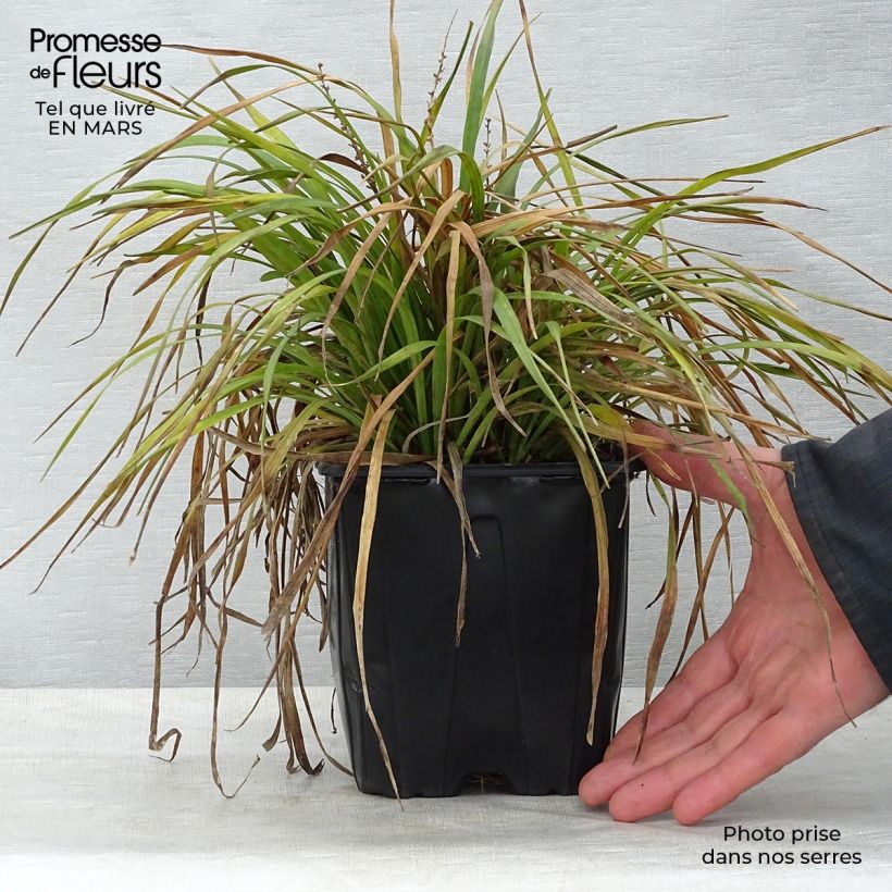 Liriope muscari - Serpentina Maceta 2L/3L Ejemplar entregado en la primavera