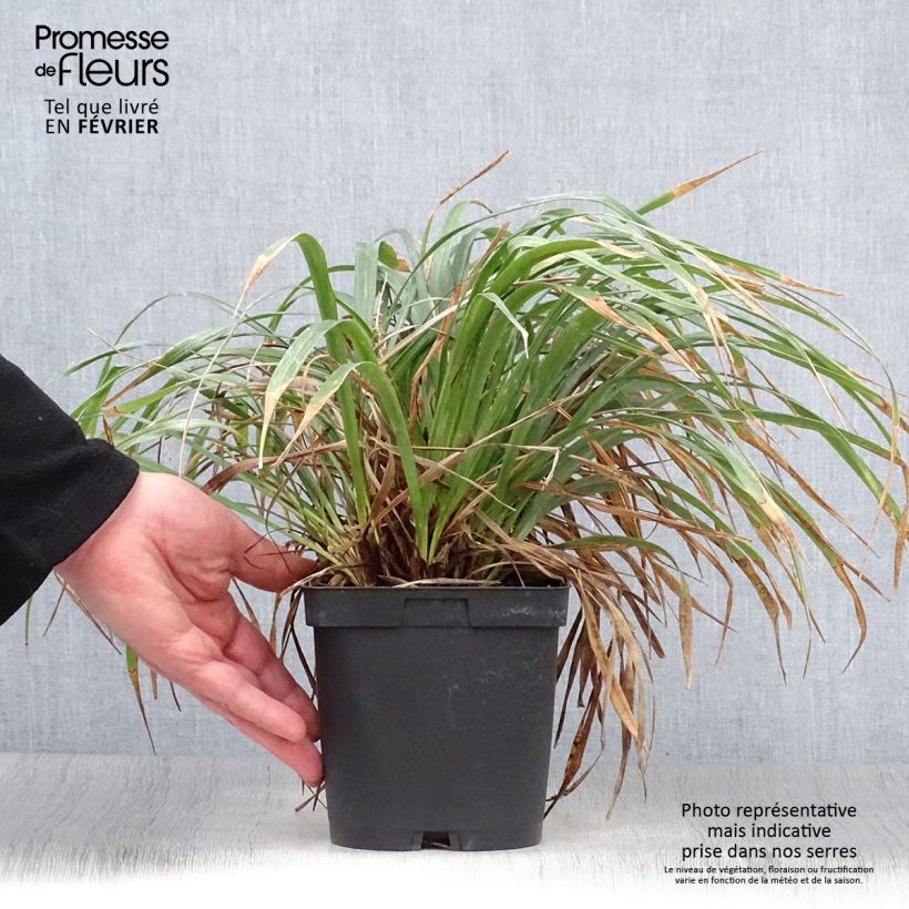 Liriope muscari - Serpentina Maceta 2L/3L Ejemplar entregado en invierno