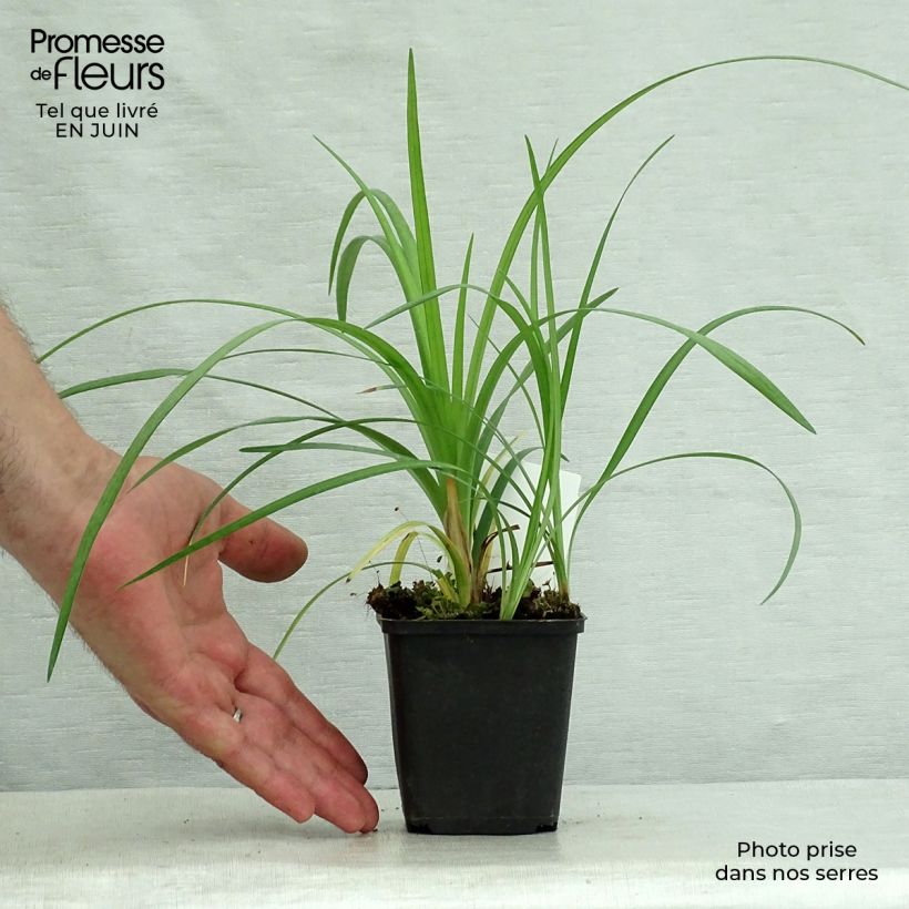 Ejemplar de Liriope spicata - Espigosa Maceta de 8/9 cm entregado en verano