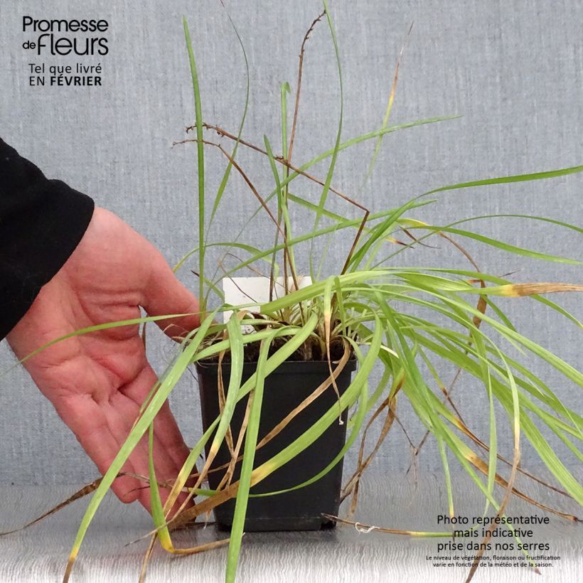 Liriope spicata - Espigosa Maceta de 8/9 cm Ejemplar entregado en invierno