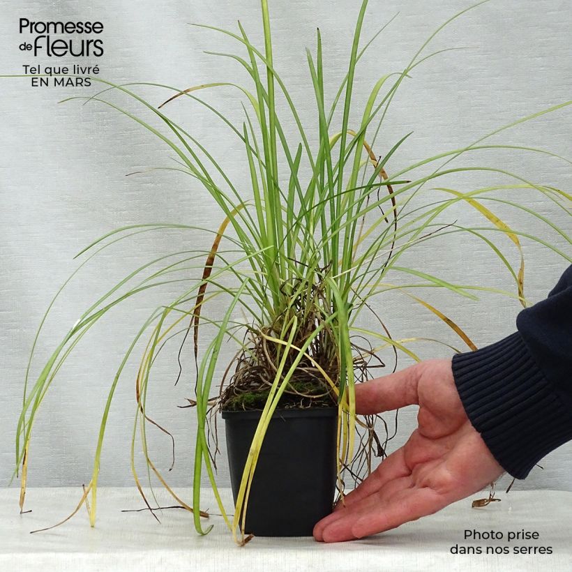 Liriope spicata - Espigosa Maceta de 8/9 cm Ejemplar entregado en la primavera