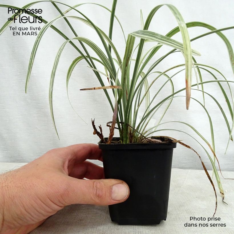 Liriope spicata Silver Dragon - Espigosa Maceta de 8/9 cm Ejemplar entregado en la primavera