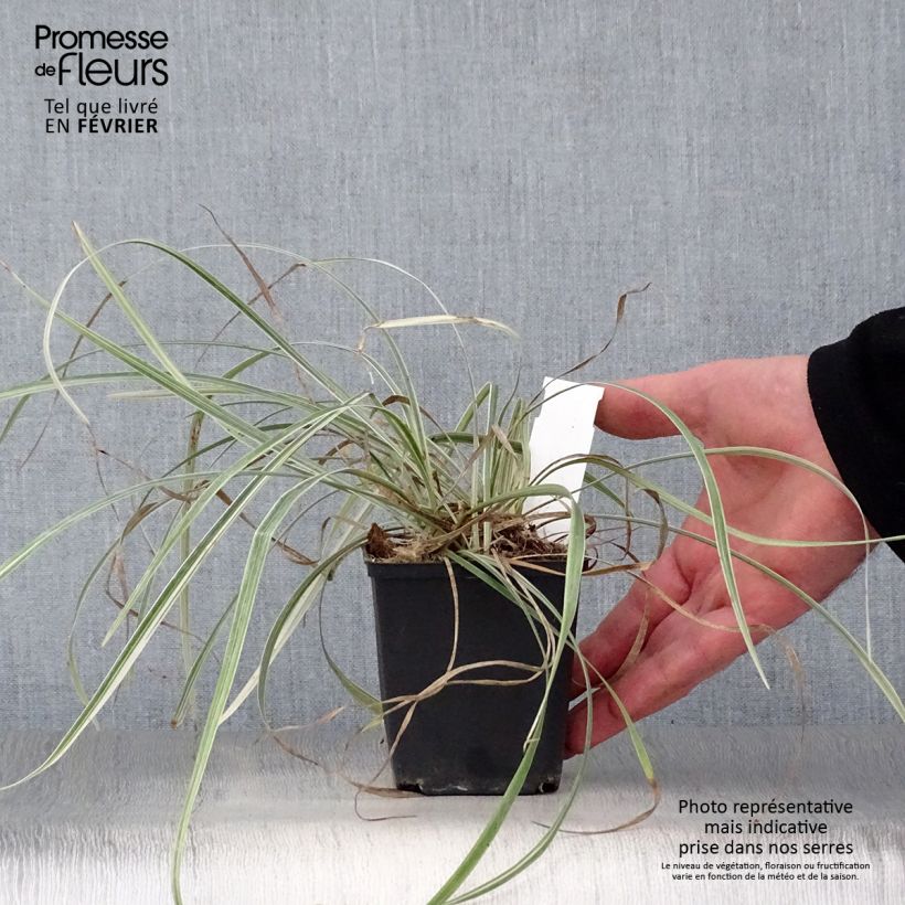 Liriope spicata Silver Dragon - Espigosa Maceta de 8/9 cm Ejemplar entregado en invierno