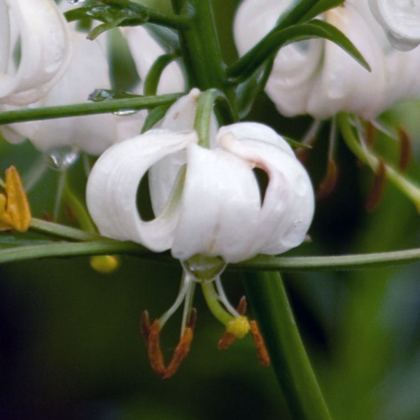 Martagón var. album - Lilium martagon (Floración)