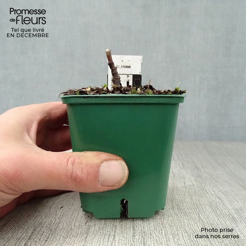 Tricyrtis hirta Tricyrtis hirta - Lirio sapo Maceta de 8/9 cm Ejemplar entregado en invierno