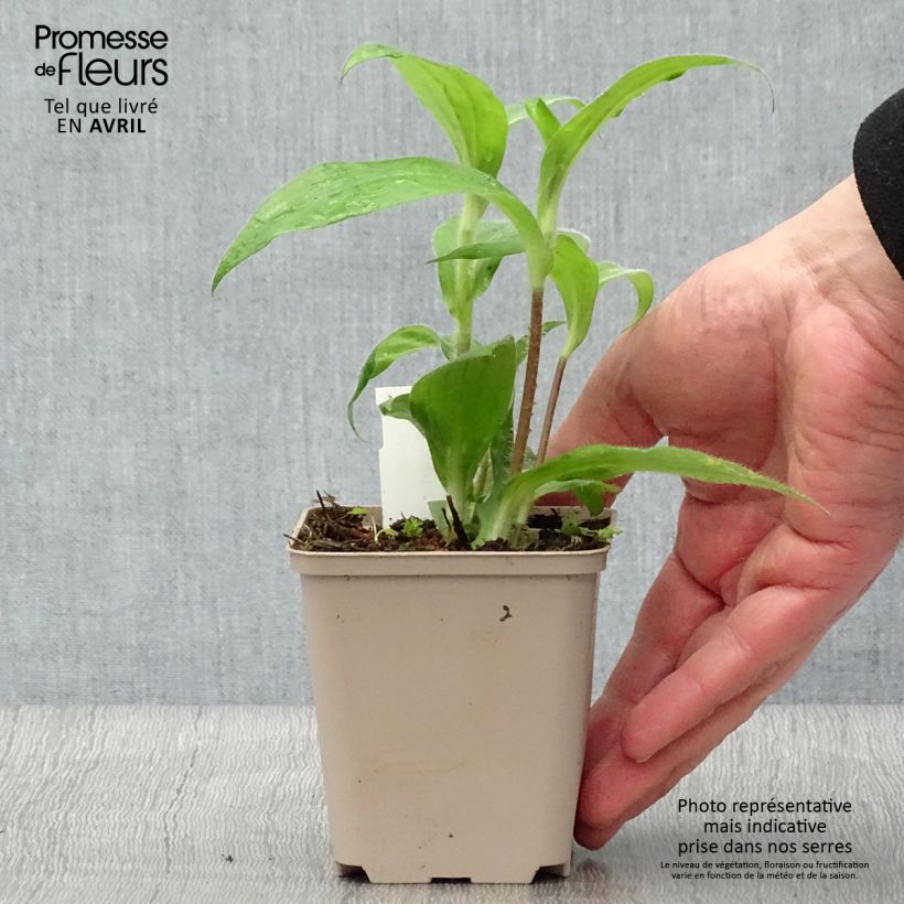 Tricyrtis hirta Tricyrtis hirta - Lirio sapo Maceta de 8/9 cm Ejemplar entregado en la primavera