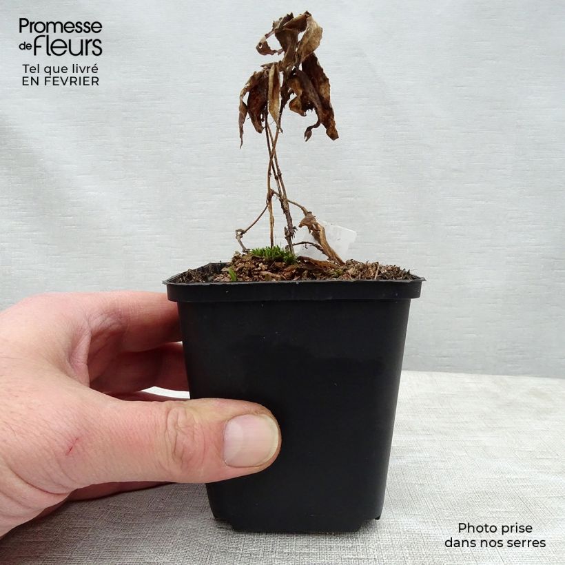 Tricyrtis hirta Miyazaki - Lirio sapo Maceta de 8/9 cm Ejemplar entregado en invierno