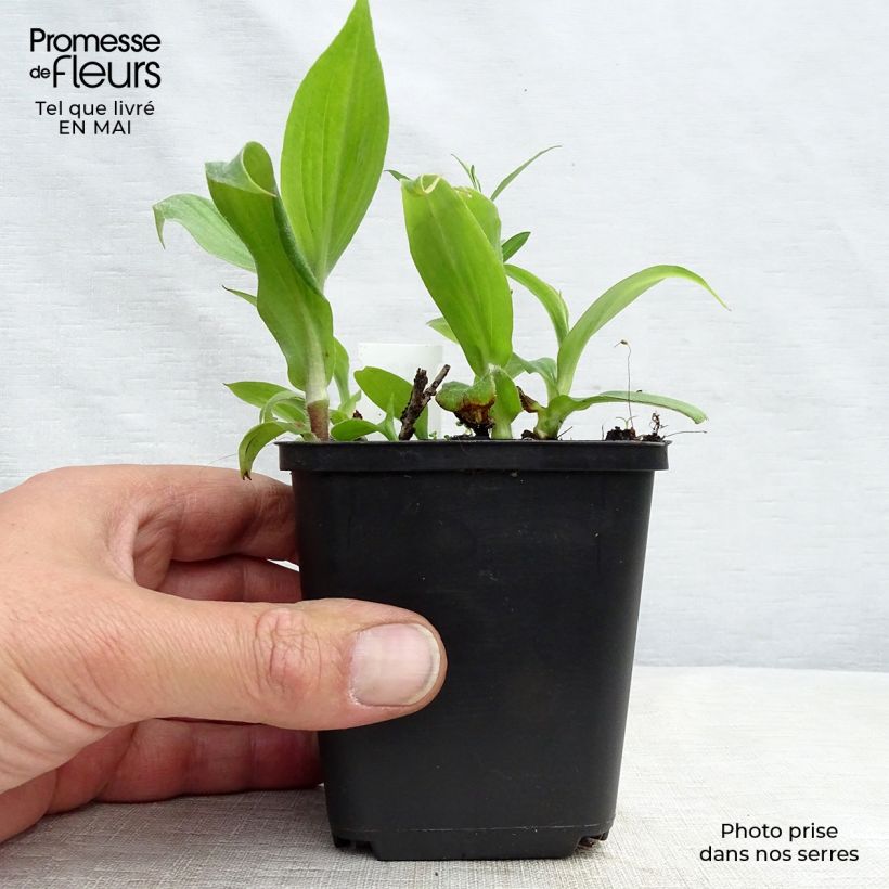 Tricyrtis hirta Miyazaki - Lirio sapo Maceta de 8/9 cm Ejemplar entregado en la primavera