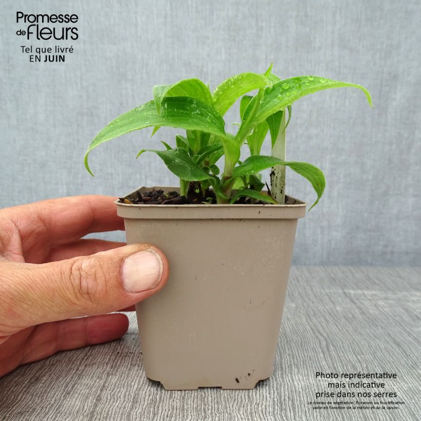 Ejemplar de Tricyrtis hirta Miyazaki - Lirio sapo Maceta de 8/9 cm entregado en verano