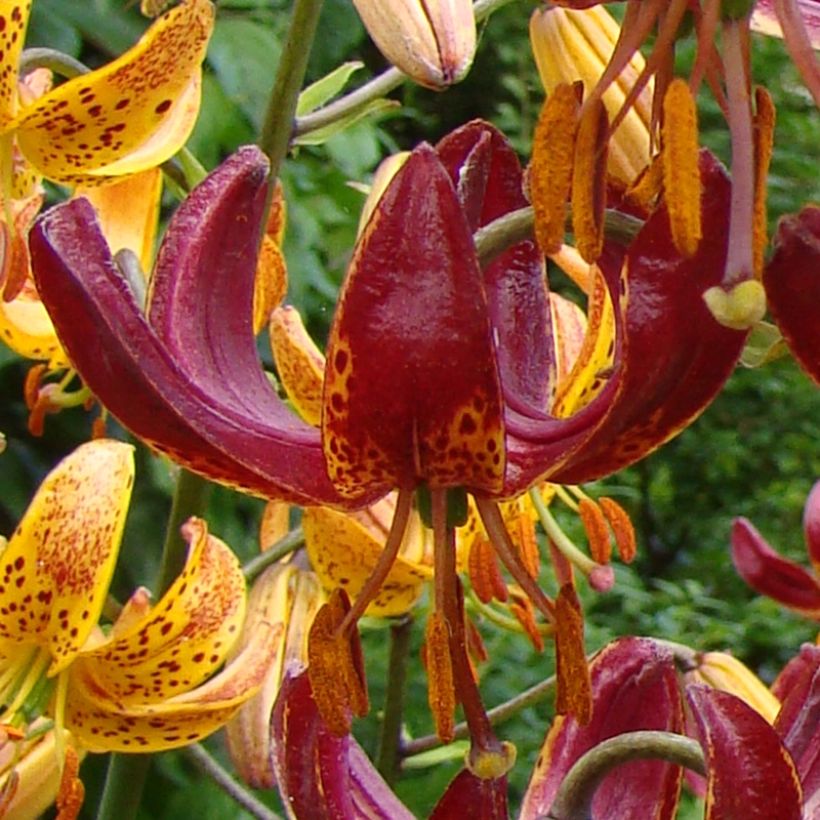 Martagón P320 JW10 - Lilium martagon (Floración)