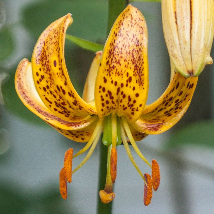 Martagón Peppard Gold - Lilium martagon (Floración)