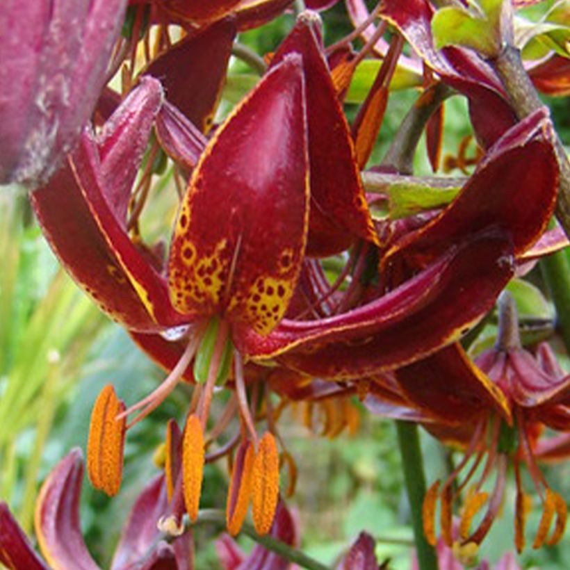 Martagón Claude Shride - Lilium martagon (Floración)