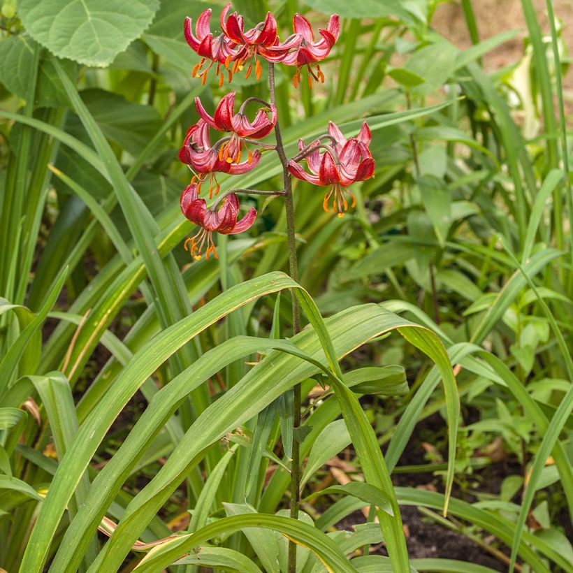 Martagón Claude Shride - Lilium martagon (Porte)