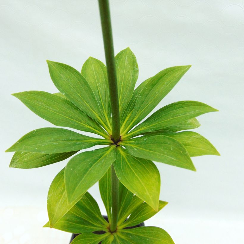 Martagón var. albiflorum - Lilium martagon (Follaje)
