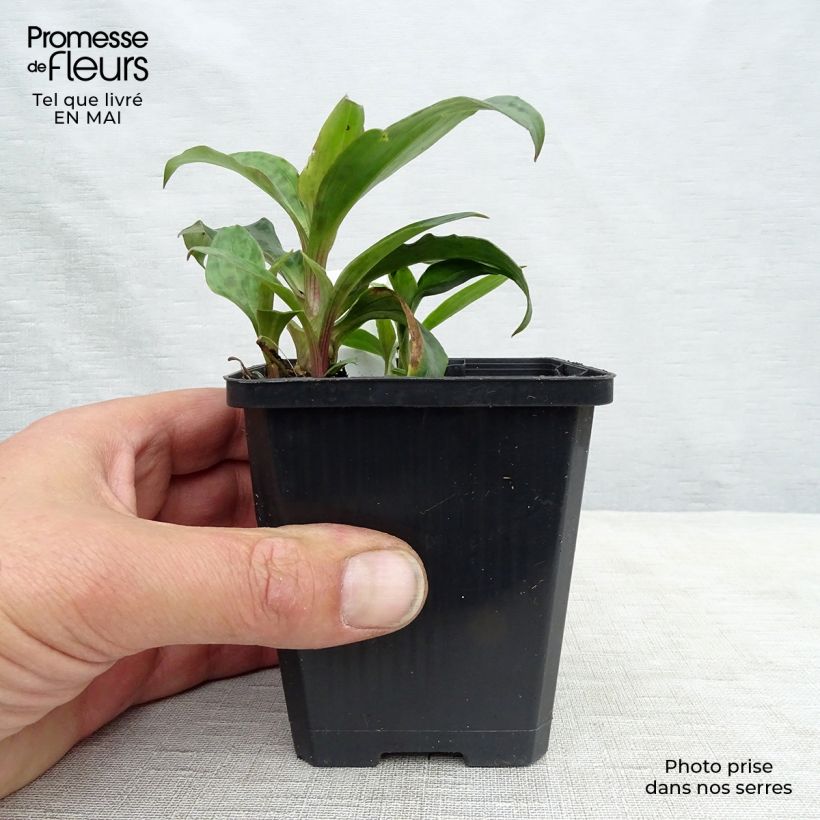 Tricyrtis formosana - Lirio sapo Maceta de 8/9 cm Ejemplar entregado en la primavera