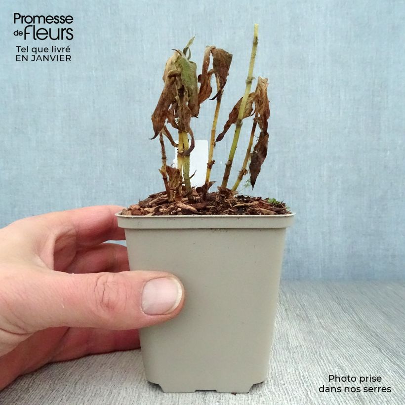 Tricyrtis formosana - Lirio sapo Maceta de 8/9 cm Ejemplar entregado en invierno