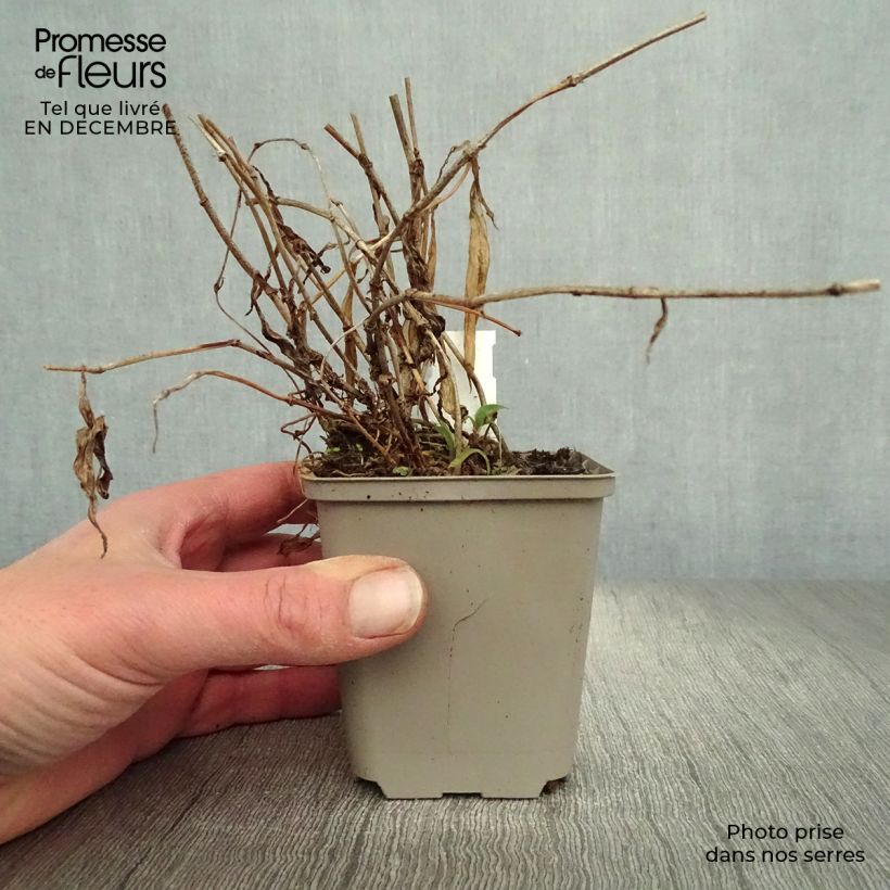 Tricyrtis hirta Taiwan Abdane - Lirio sapo Maceta de 8/9 cm Ejemplar entregado en invierno