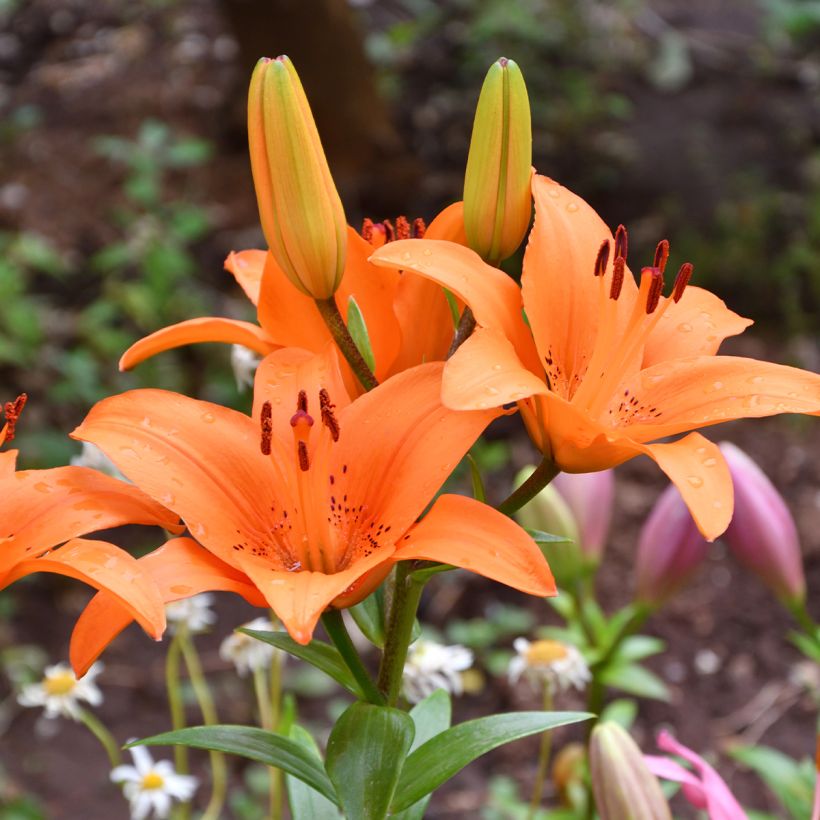 Lilium Tresor - Lirio asiático (Floración)