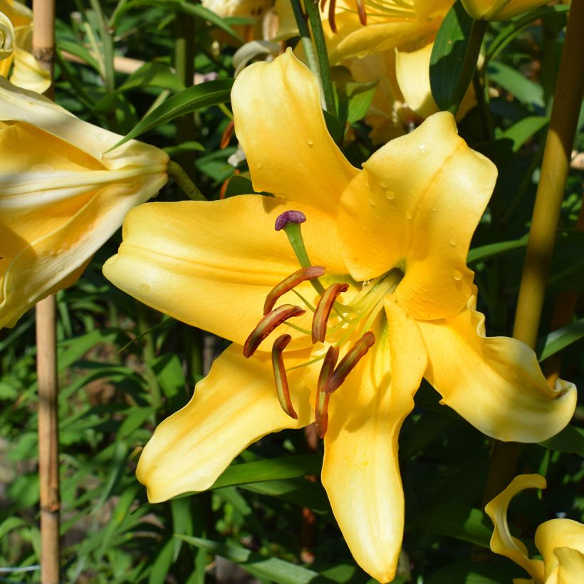 Lilium Corcovado® - Lirio (Floración)