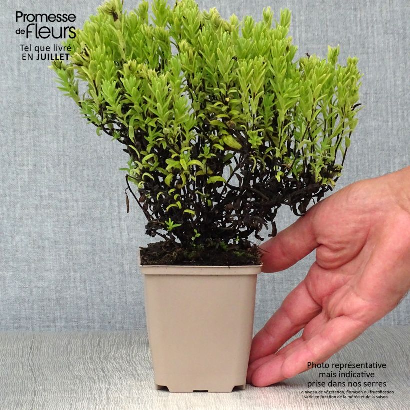Ejemplar de Carrasquilla azul - Lithodora diffusa Alba Maceta de 8/9 cm entregado en verano