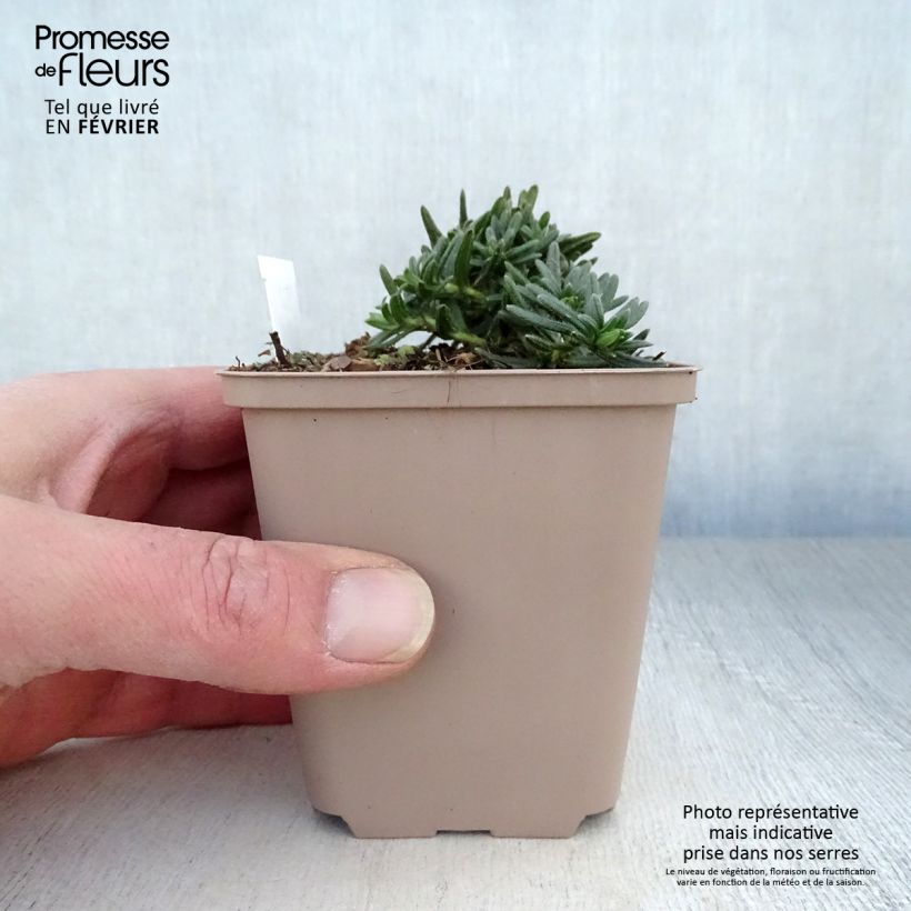 Carrasquilla azul - Lithodora diffusa Cambridge Blue Maceta de 8/9 cm Ejemplar entregado en invierno