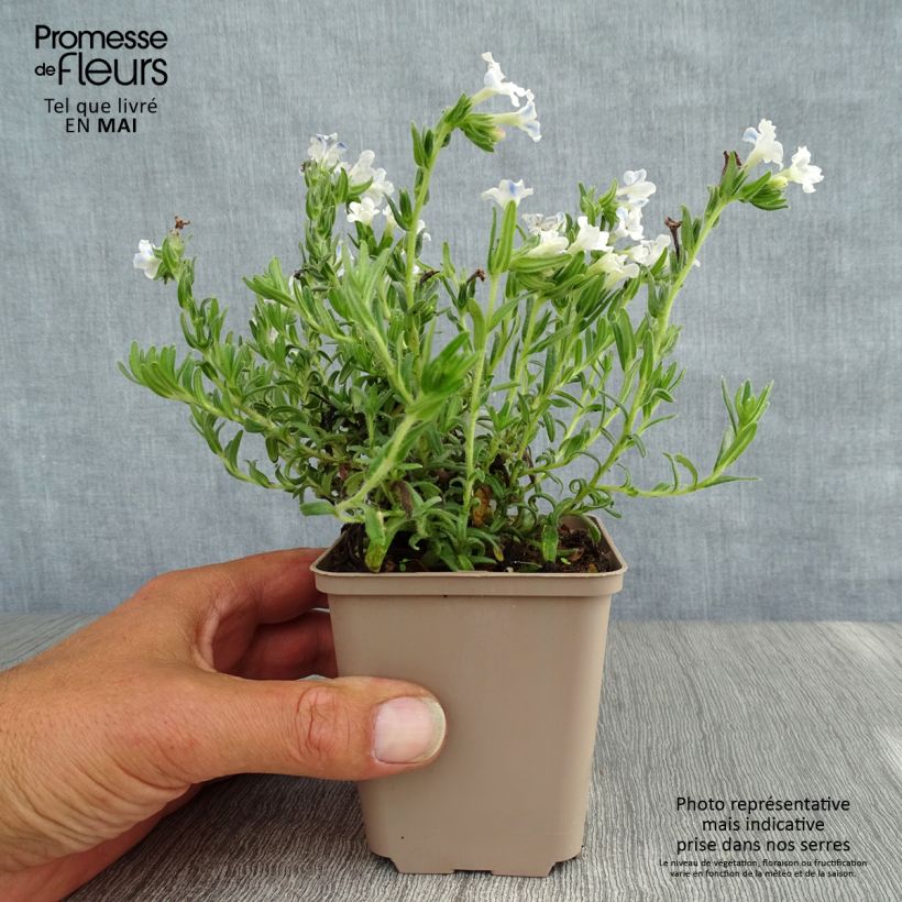 Carrasquilla azul - Lithodora diffusa Cambridge Blue Maceta de 8/9 cm Ejemplar entregado en la primavera