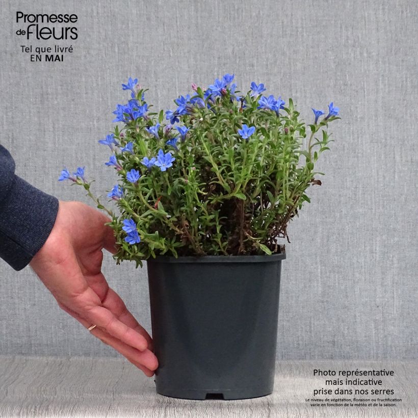 Carrasquilla azul - Lithodora diffusa Heavenly Blue Maceta 2L/3L Ejemplar entregado en la primavera