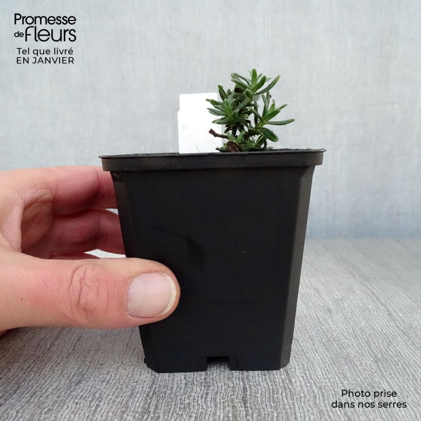 Carrasquilla azul - Lithodora diffusa Star Maceta de 8/9 cm Ejemplar entregado en invierno