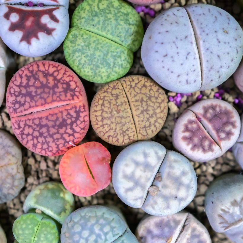 Lithops Pebble Plants Mixed - Piedras vivas (Follaje)