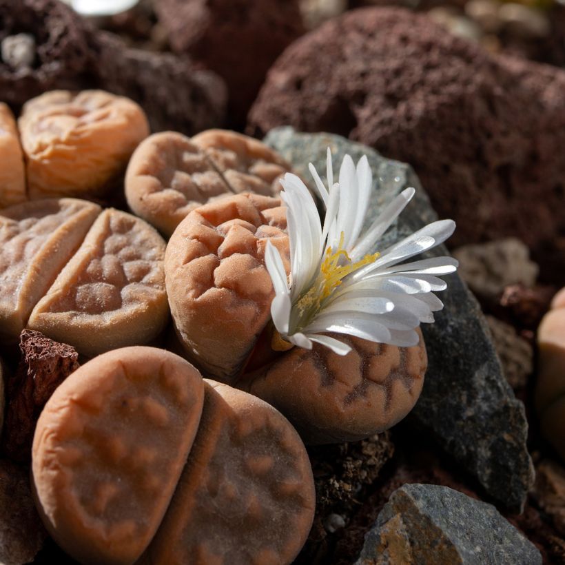 Lithops Pebble Plants Mixed - Piedras vivas (Floración)