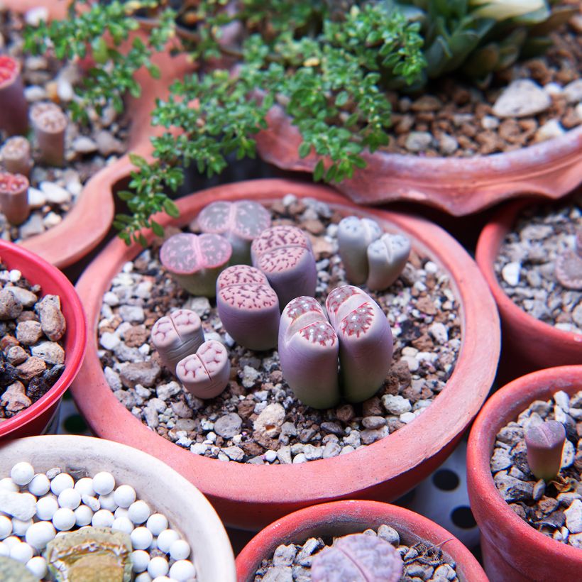 Lithops Pebble Plants Mixed - Piedras vivas (Porte)