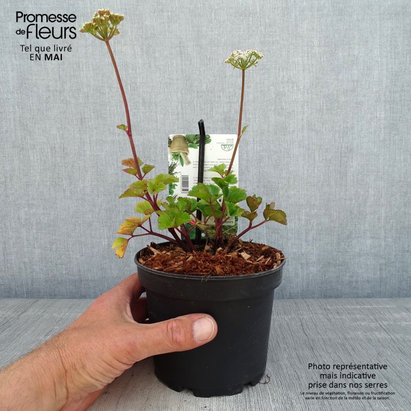 Ligusticum de Escocia - Ligusticum scothicum Maceta 1,5L/2L Ejemplar entregado en la primavera