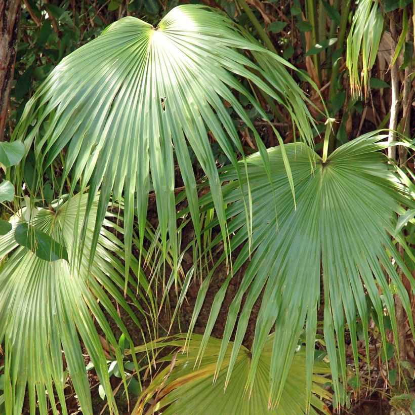 Livistona chinensis - Latania (Follaje)