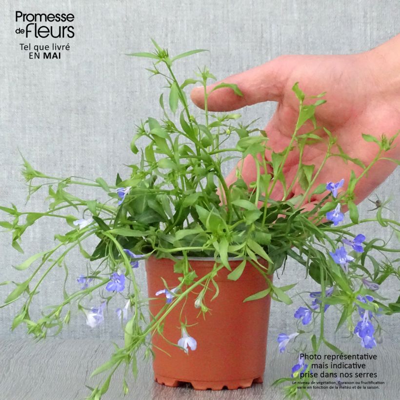 Lobelia erinus Anabel Blue Maceta de 8/9 cm Ejemplar entregado en la primavera