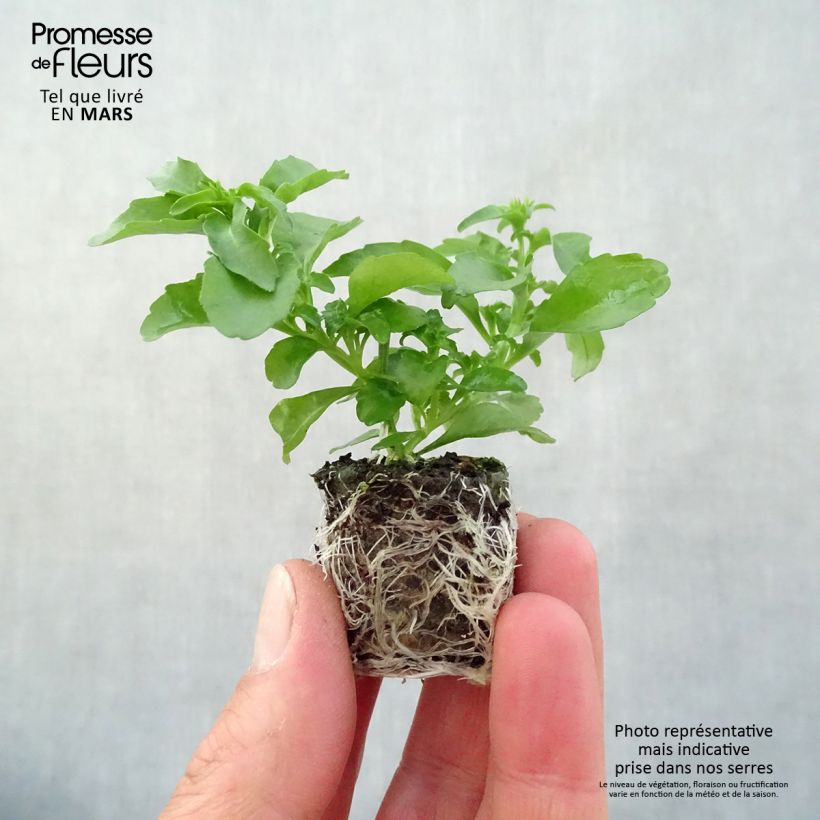 Lobelia erinus Anabel Snow White minicepellón: Ø 3/4 cm Ejemplar entregado en la primavera