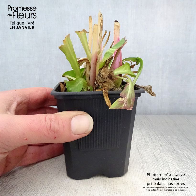 Lobelia gerardii Vedrariensis Maceta de 8/9 cm Ejemplar entregado en invierno