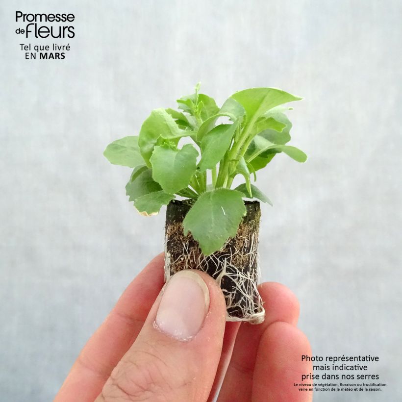 Lobelia erinus Hot Bavaria minicepellón: Ø 3/4 cm Ejemplar entregado en la primavera