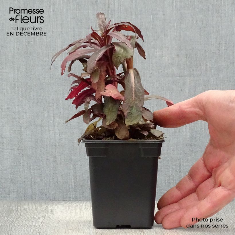 Lobelia Queen Victoria Maceta de 7/8 cm Ejemplar entregado en invierno