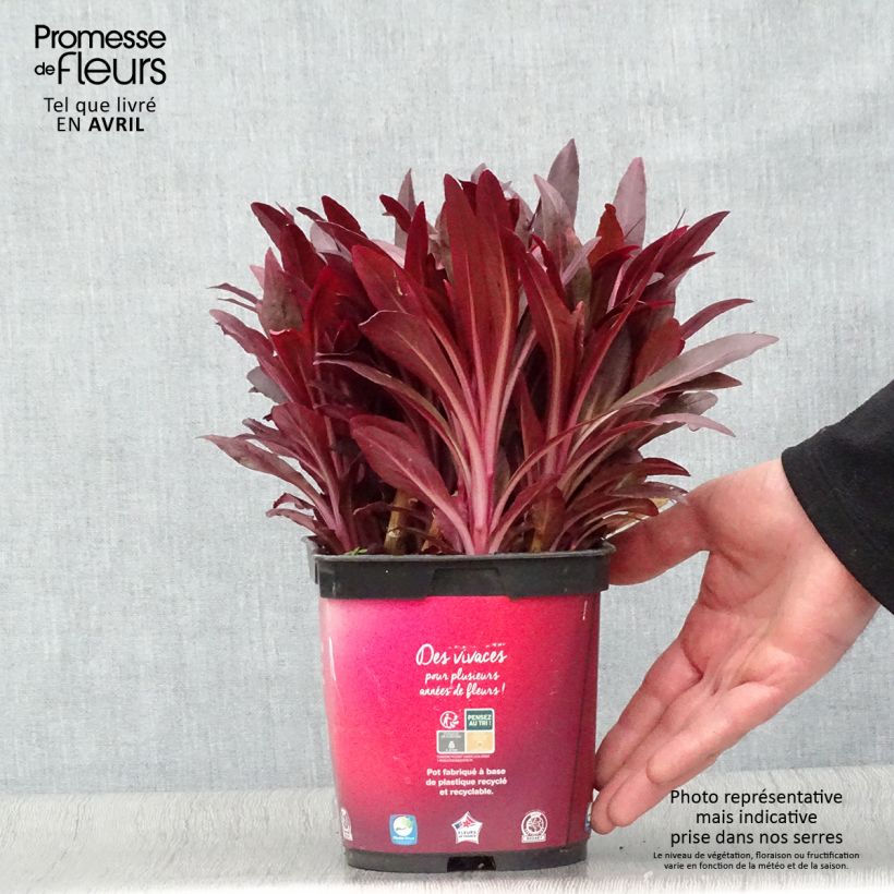 Lobelia Queen Victoria Maceta 2L/3L Ejemplar entregado en la primavera