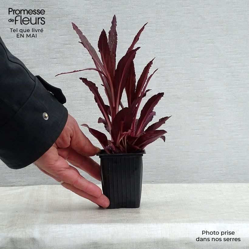 Lobelia Queen Victoria Maceta de 7/8 cm Ejemplar entregado en la primavera