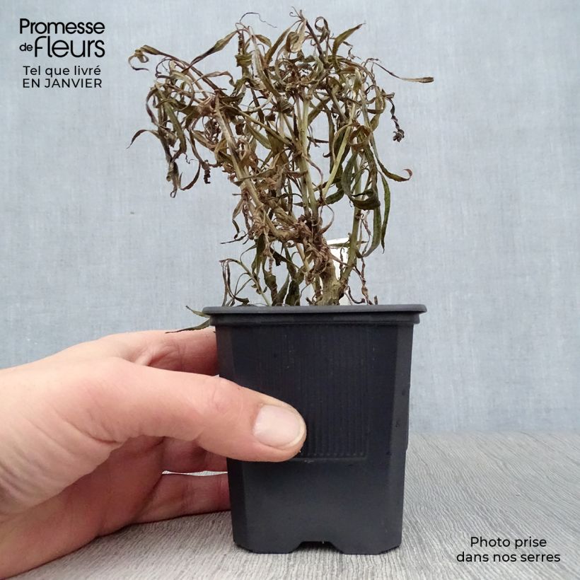 Lobelia laxiflora Maceta de 8/9 cm Ejemplar entregado en invierno